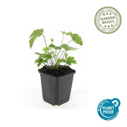 Anemone tom. &