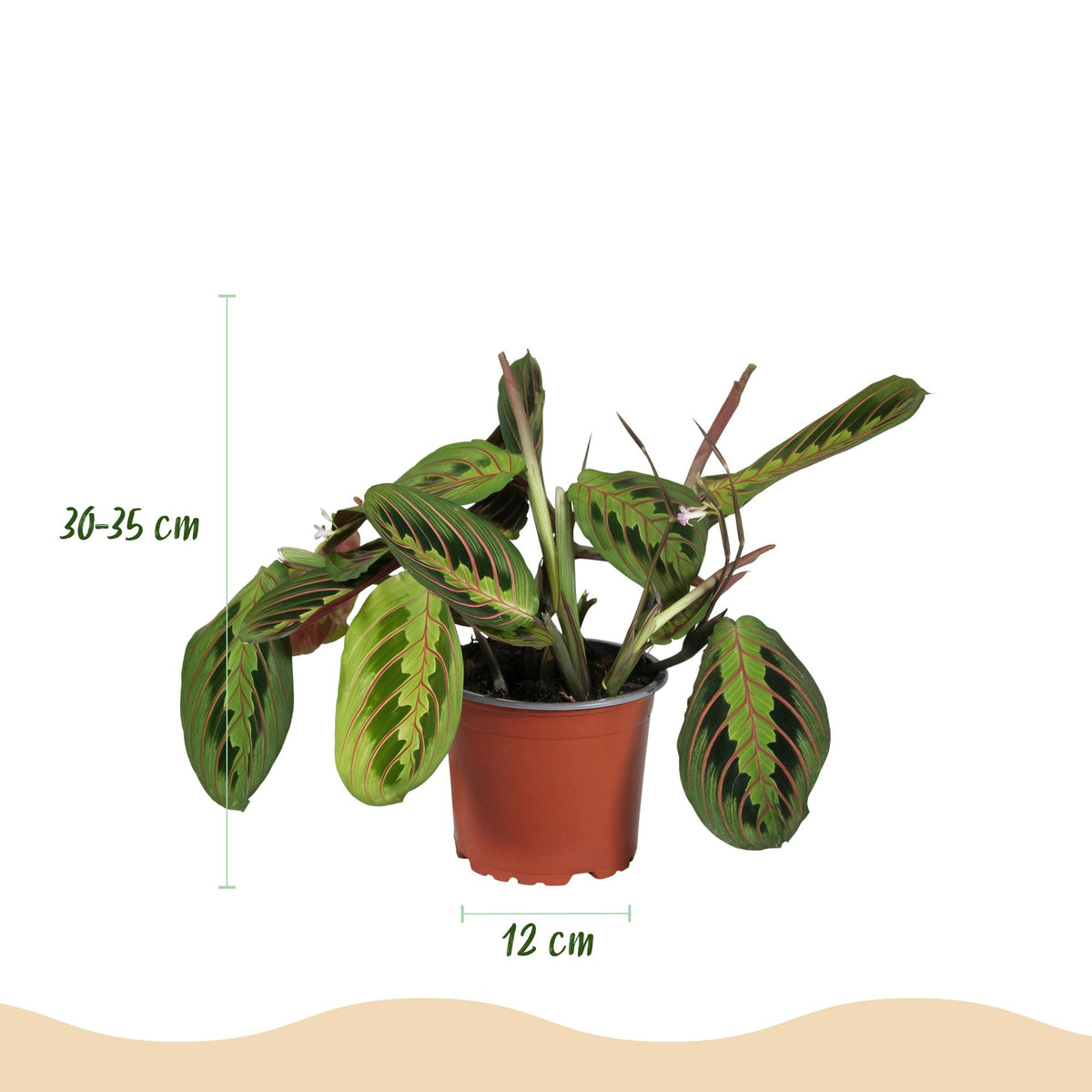 Maranta Fascinator Tricolour, decoratieve plant
