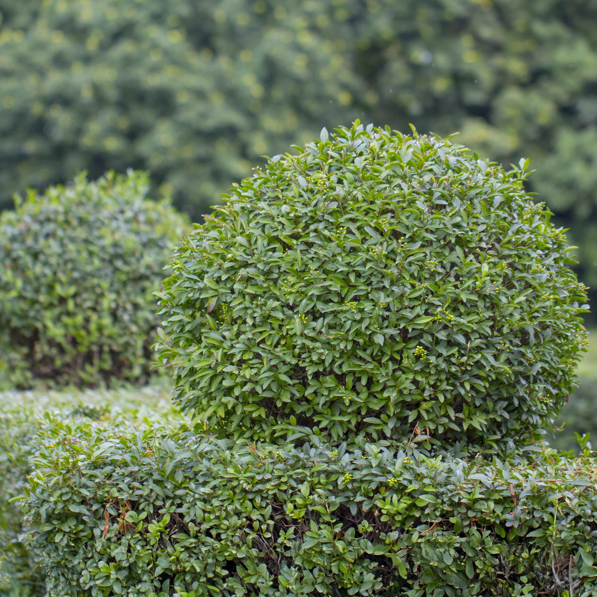 6x Ligustrum ovalifolium, kenmerkend blad