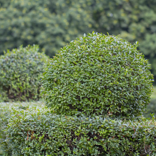 6x Ligustrum ovalifolium, kenmerkend blad