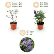 3x Buddleja davidii Butterfly Candy Little Lila