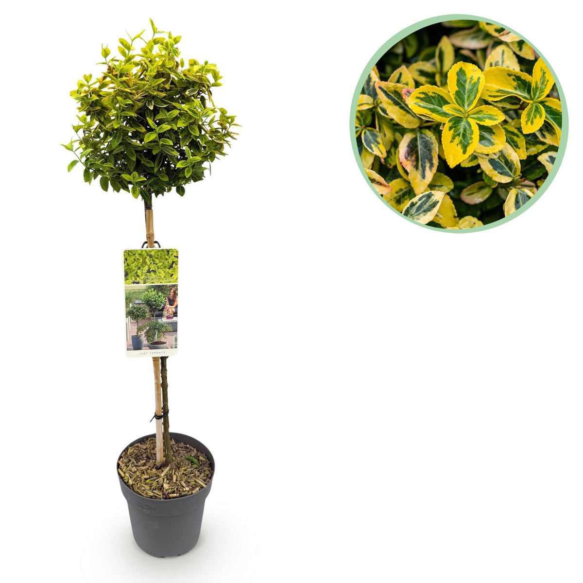 Euonymus fortunei Emerald n Gold, detail van het blad