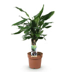 Dracaena fragrans Steudneri, groene plant met kenmerkend blad