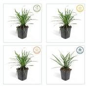Liriope muscari &