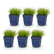 Sagina subulata - Vetmuur - Rotsplanten - Wit - 6 Planten