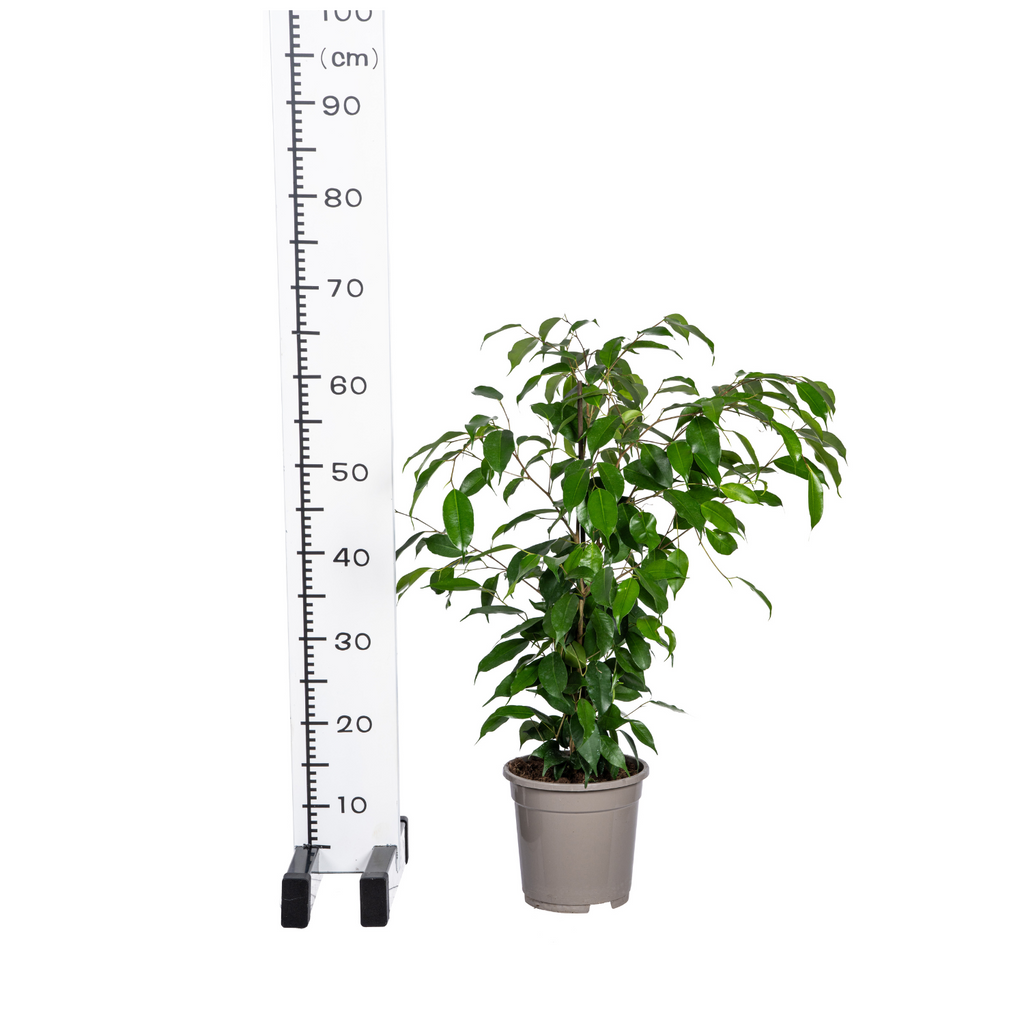 Ficus Benjamina Exotica, plant in pot