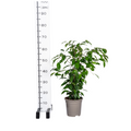 Ficus Benjamina Exotica, plant in pot