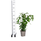 Ficus Benjamina Exotica, plant in pot