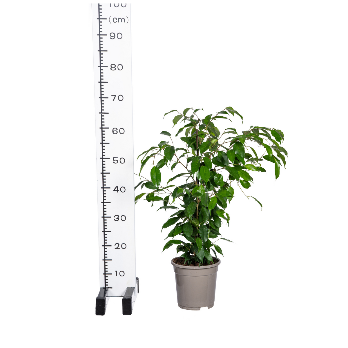 Ficus Benjamina Exotica, plant in pot