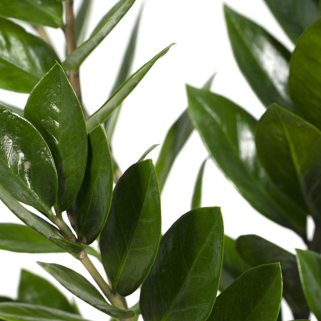 Detailfoto van ZZ-plant Zamioculcas zamiifolia, glanzend blad, 70 cm hoog