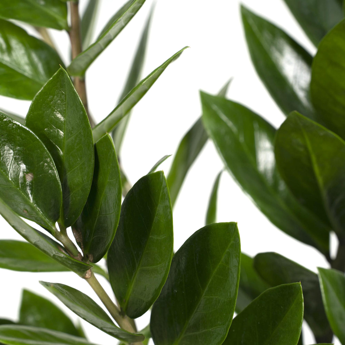 Detailfoto van ZZ-plant Zamioculcas zamiifolia, glanzend blad, 70 cm hoog
