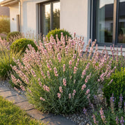 Lavandula ang. Rosea - Lavendel - Geurend - Roze - 6 Planten
