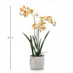 Renanthera Orchidee Geel & Oranje in pot, plant in pot