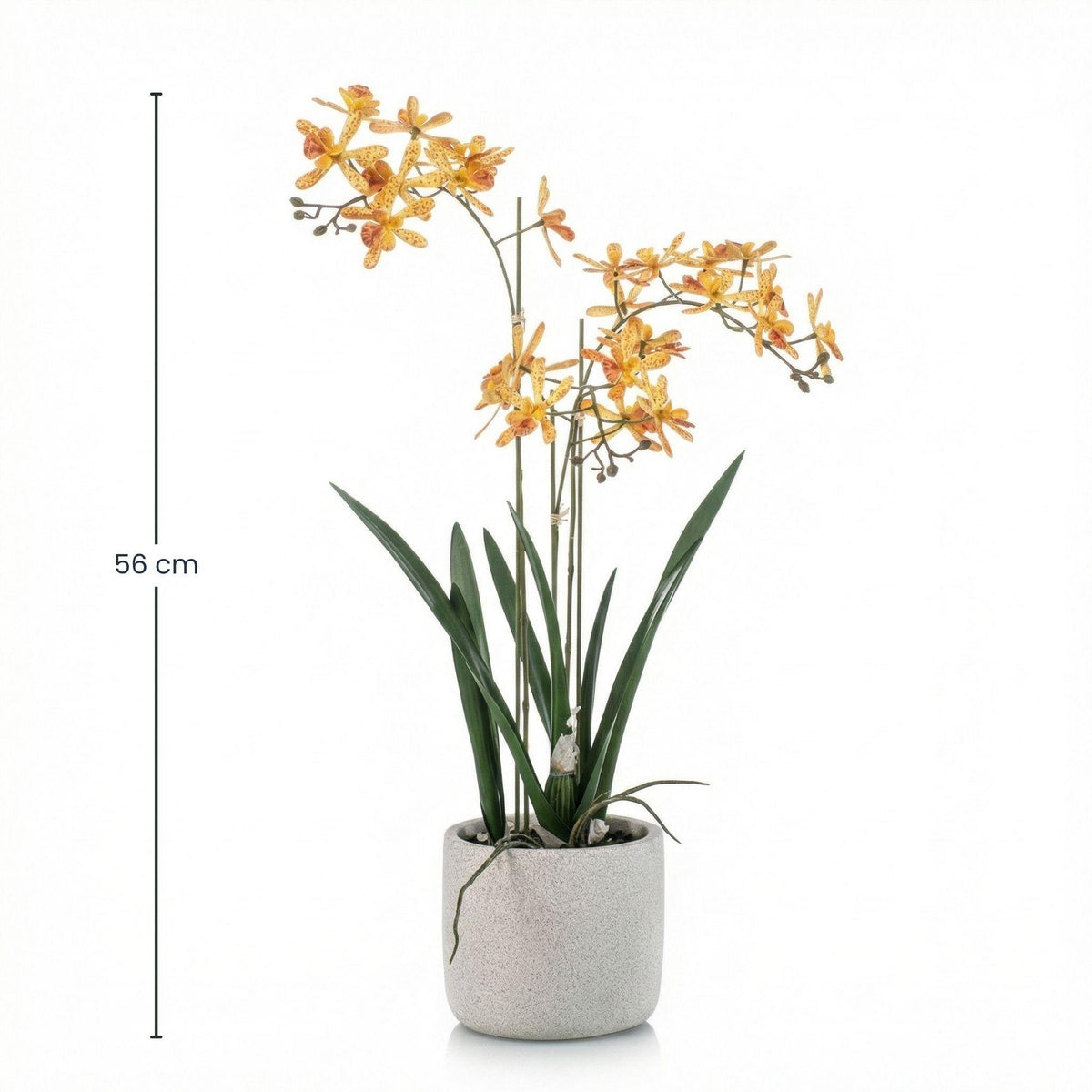 Renanthera Orchidee Geel & Oranje in pot, plant in pot