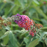 Buddleja davidii Flower Power