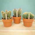 Productafbeelding van Pureplant
