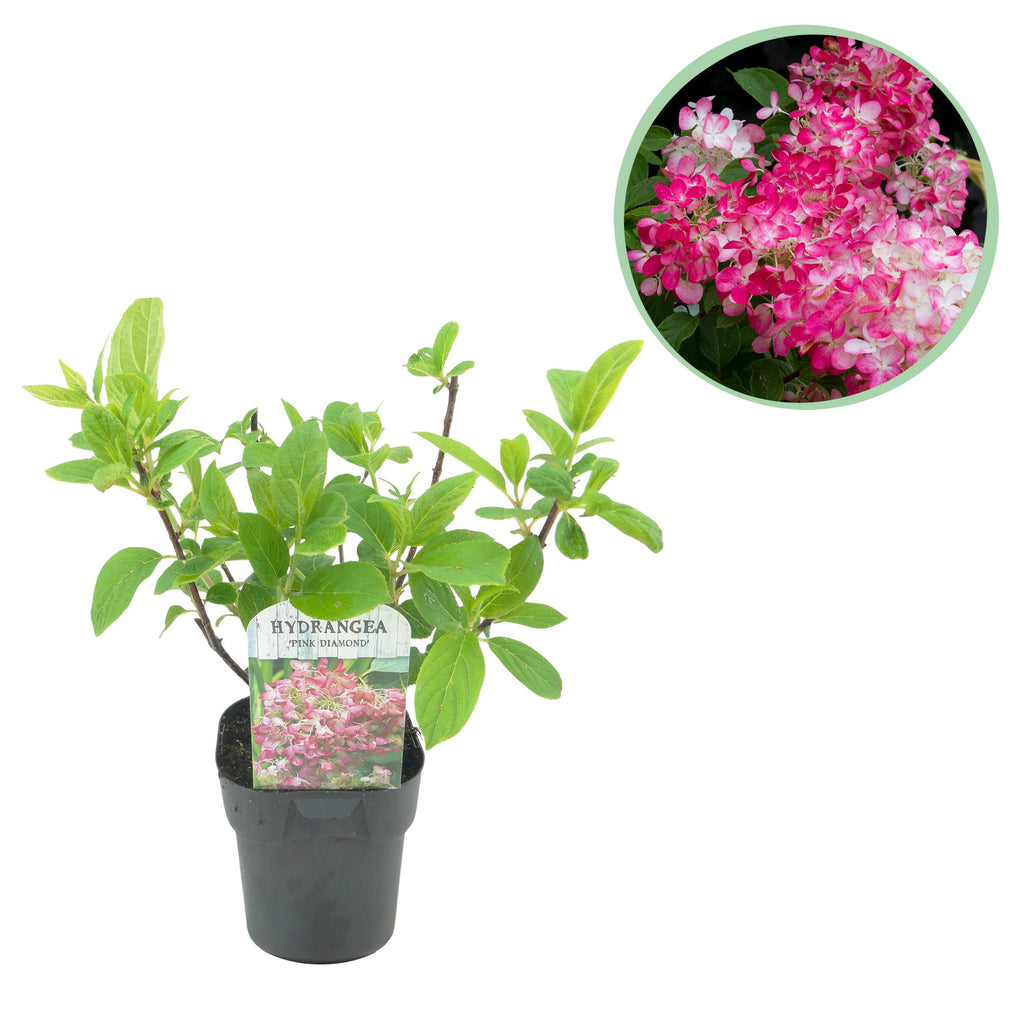 Hydrangea panniculata Pink Diamond, detail van het blad