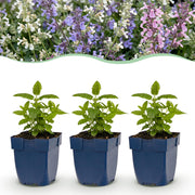 Kattenkruid Tricolour, 12x met paarse, roze en witte bloemen