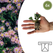 Aster pluggen voor een kleurrijke najaarstuin, 6 stuks