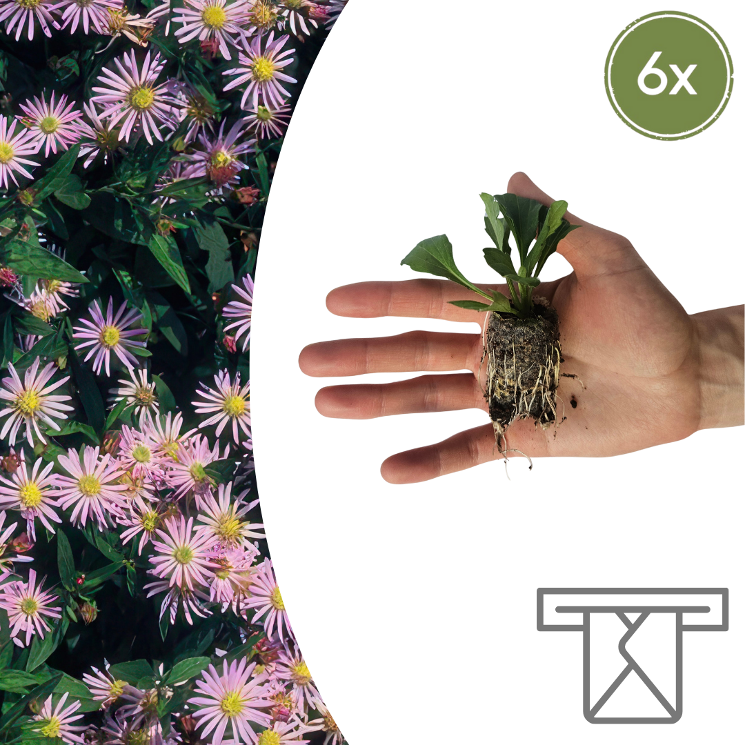 Aster pluggen voor een kleurrijke najaarstuin, 6 stuks, detail van het blad