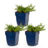 3x Vlambloem MacDaniel's Cushion