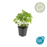 Geranium nodosum