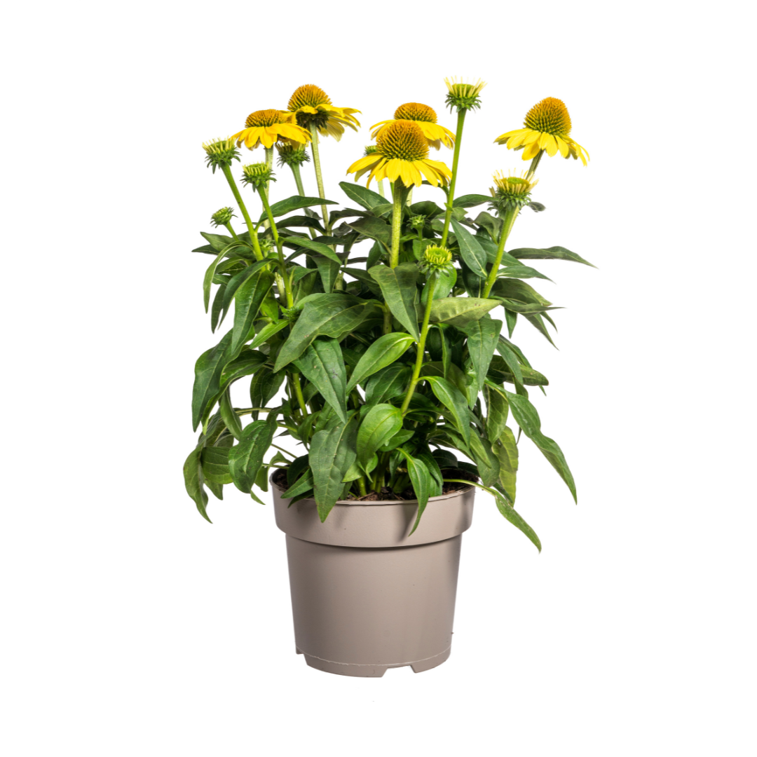 Echinacea Purpurea Yellow, plant in pot