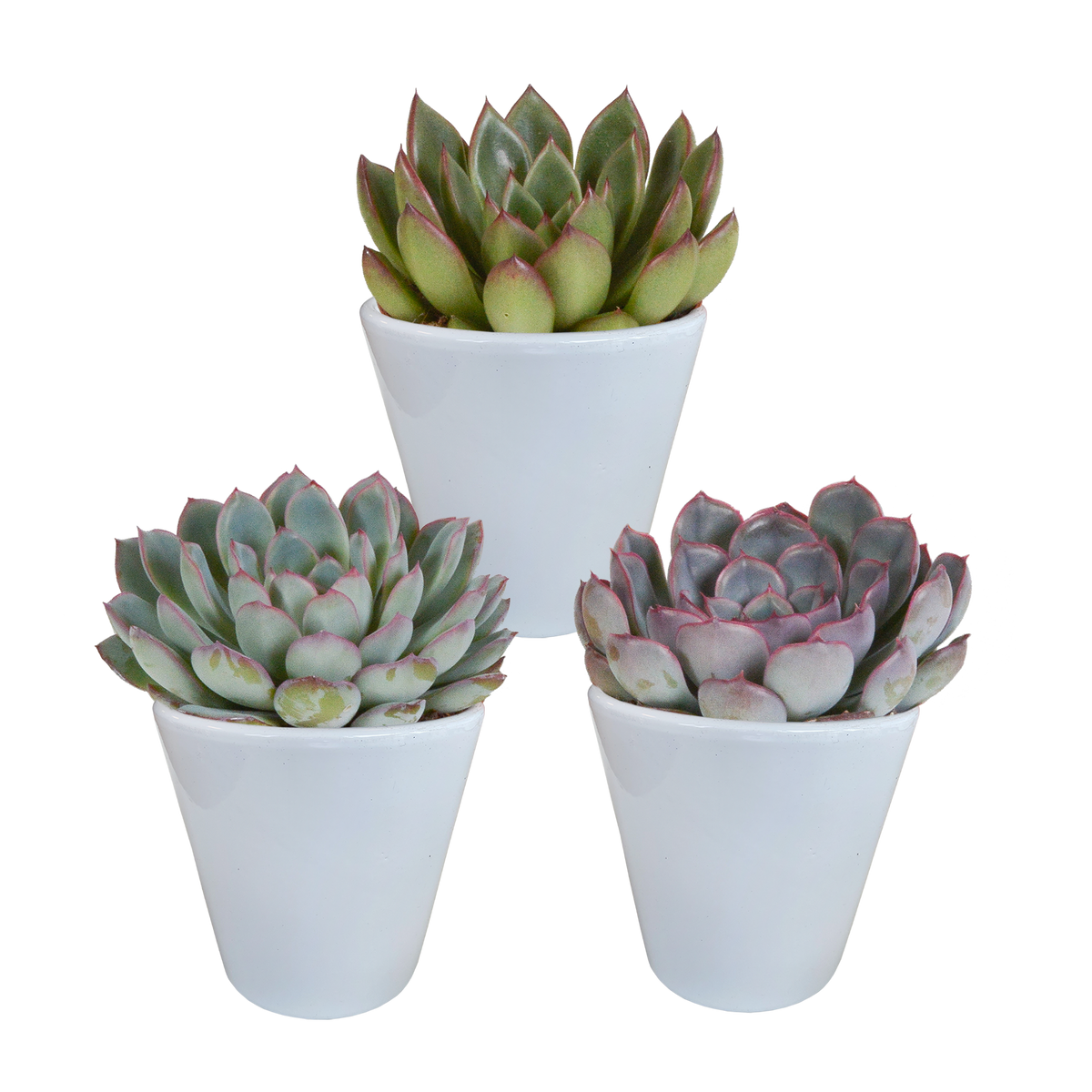 Echeveria mix, plant in pot