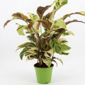 Calathea Fusion Yellow in Ø 14 cm Plantenpot - Hoogte: 45 - 55 cm, plant in pot