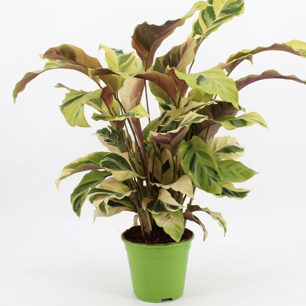Calathea Fusion Yellow in Ø 14 cm Plantenpot - Hoogte: 45 - 55 cm, plant in pot