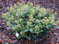 Skimmia japonica Finchy, 60 cm hoog, groene bladeren