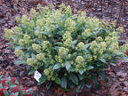 Skimmia japonica Finchy, 60 cm hoog, groene bladeren
