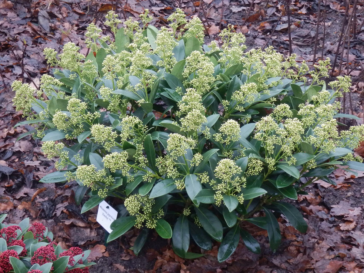 Skimmia japonica Finchy, 60 cm hoog, groene bladeren