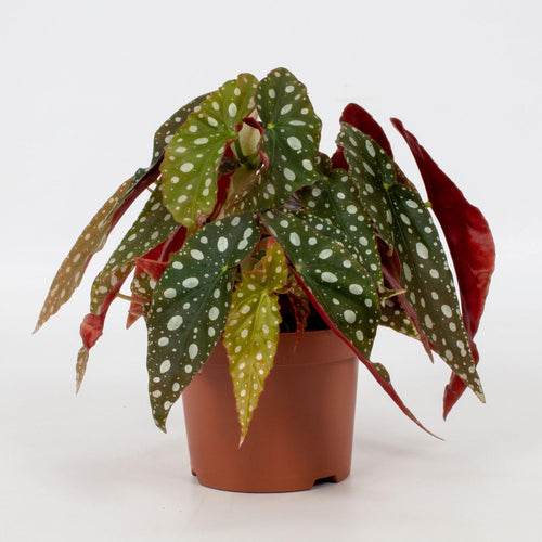 Productfoto van Begonia Blad Maculata 'Wightii'