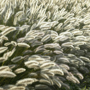 Pennisetum alopecuroides &
