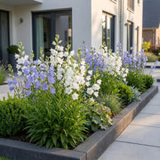 Perzikbladklokje Campanula persicifolia Duo, blauw en wit