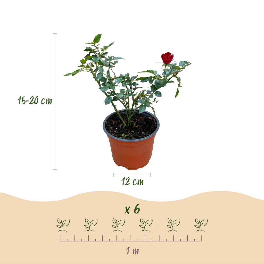 Rosa Rote The Fairy, kenmerkend blad