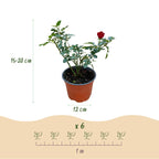 Rosa Rote The Fairy, kenmerkend blad