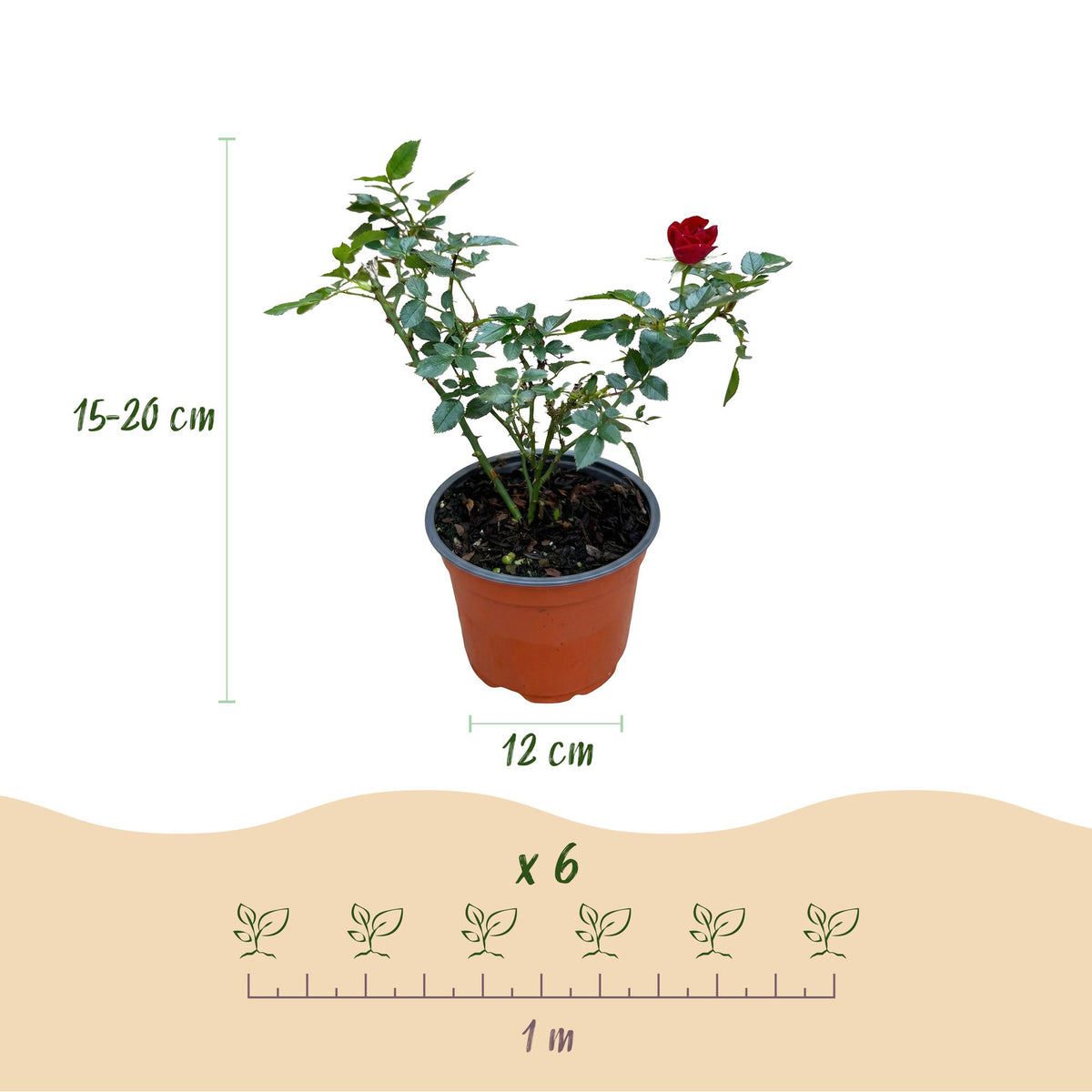 Rosa Rote The Fairy, kenmerkend blad