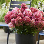 Pluimhortensia Living Little Rosy, sterke plant