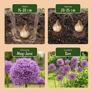 Sierui Allium &