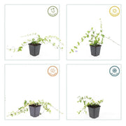 Vinca minor &