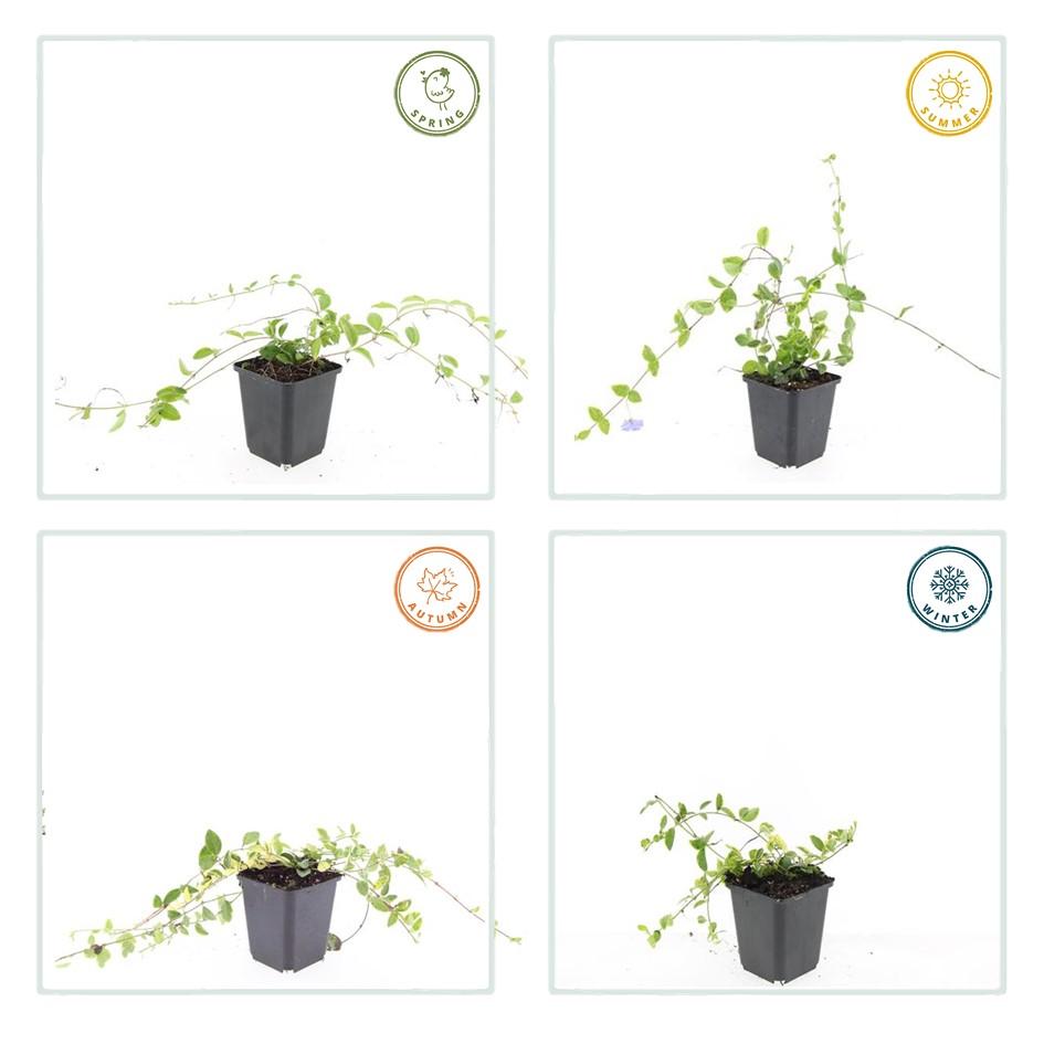 Productafbeelding van Pureplant