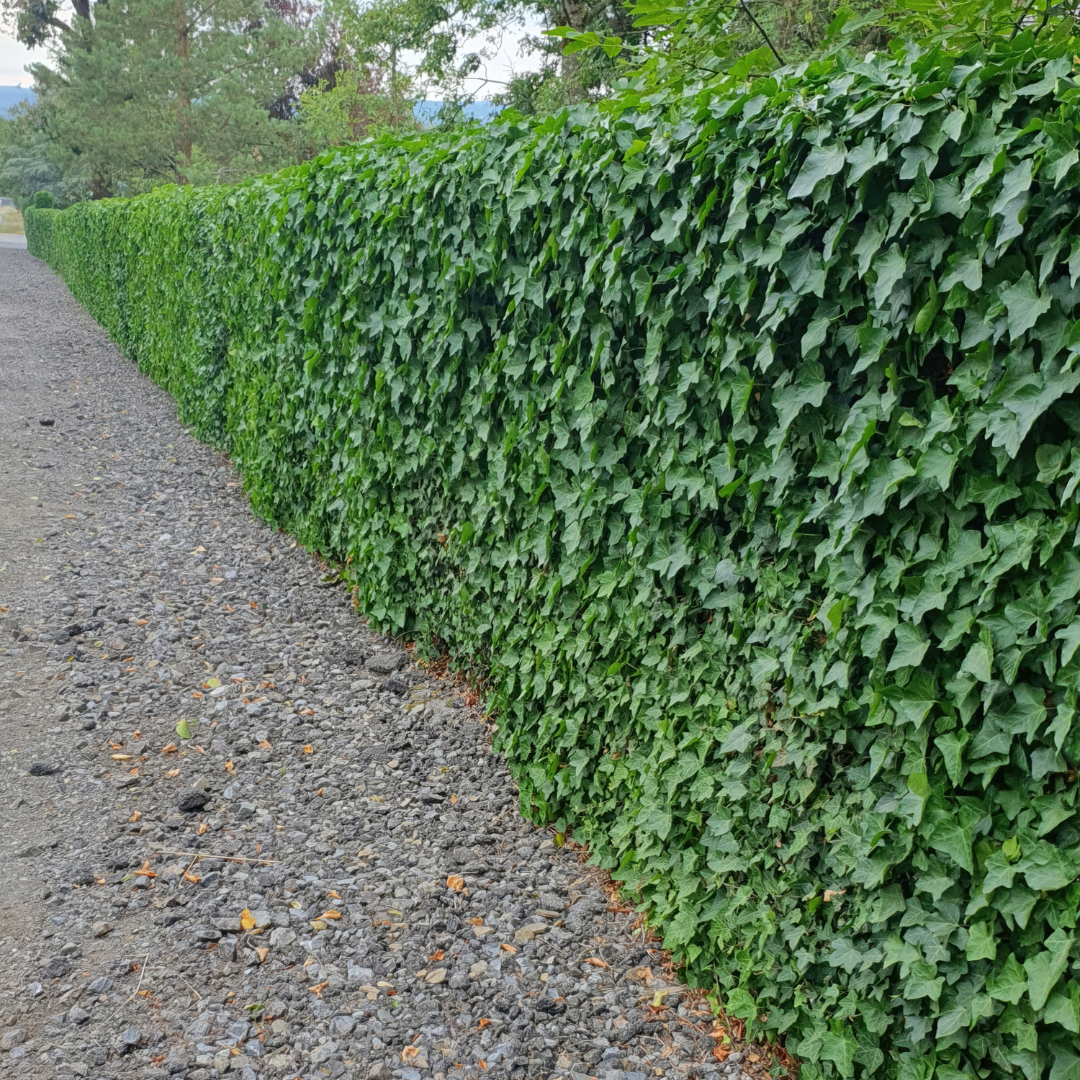 Hedera – 6 Pluggen | Groeien & Geniet van Bedekking, groeiwijze van de plant