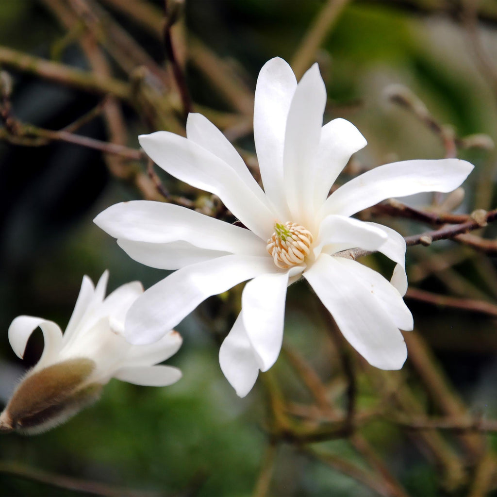 Magnolia stellata, 30 cm hoog, kenmerkend blad