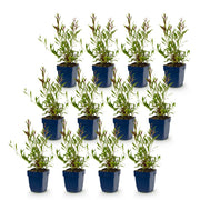 Gaura lindheimeri duo - prachtkaars roze en wit - 12 planten