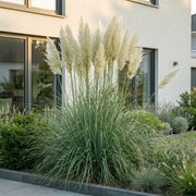 Cortaderia sell. Pumila - Dwergpampasgras - Met Pluim - Grijs - 6 Planten