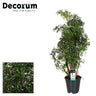 Polyscias Hawaiiana Ming