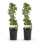 Hedera helix, plant voor tuin en border