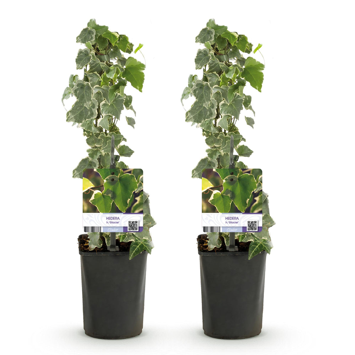 Hedera helix, plant voor tuin en border